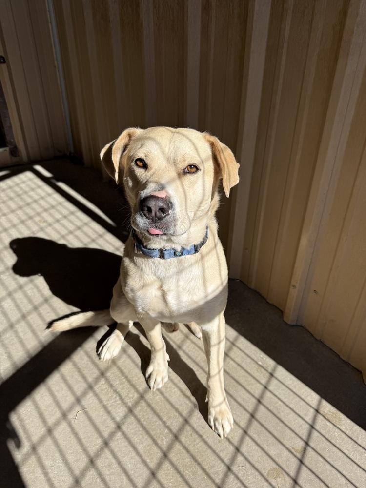 Butch, a Adoptable mixed breed in Mountainair, NM image 3/3