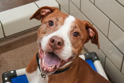 Bruno, Adoptable, Adult Male Pit Bull Terrier & English Bulldog.