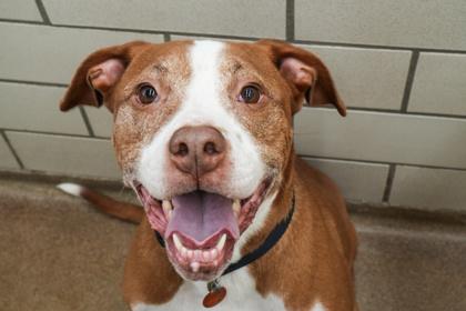 Enlarge Bruno, a Adoptable mixed breed in Golden Valley, MN image 4/5