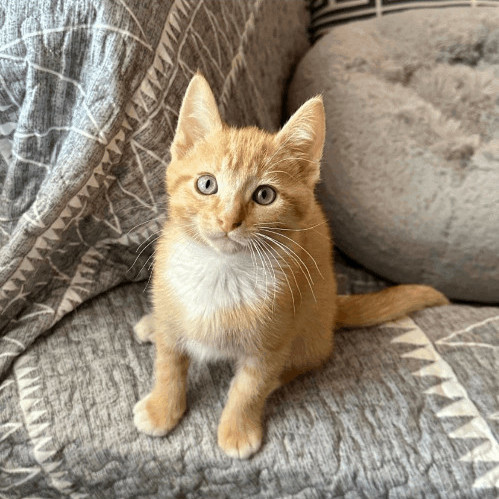 Federico, Adopted, Kitten Male Domestic Short Hair.