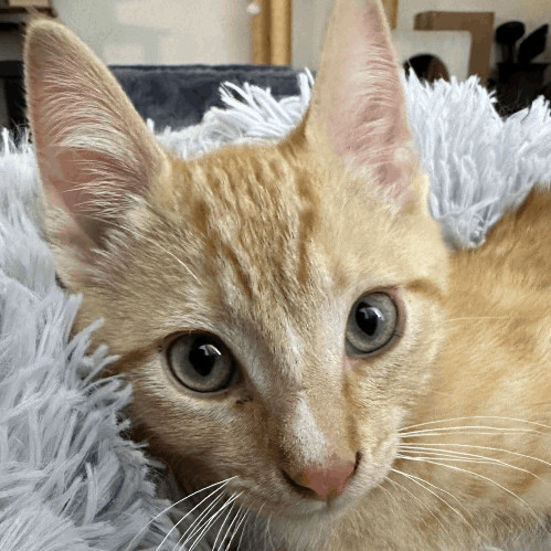 Federico, a Adopted Domestic Short Hair in Los Angeles, CA image 2/8