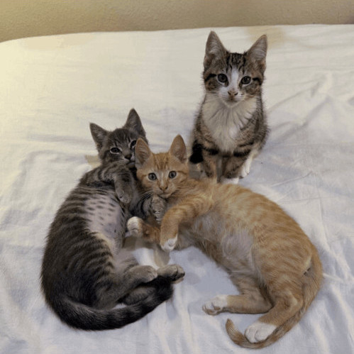 Federico, a Adopted Domestic Short Hair in Los Angeles, CA image 3/8