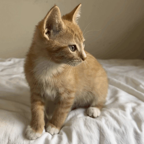 Federico, a Adopted Domestic Short Hair in Los Angeles, CA image 4/8