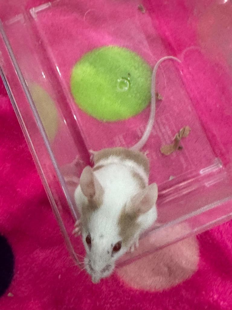 Medli, Adoptable, Young Female Mouse.