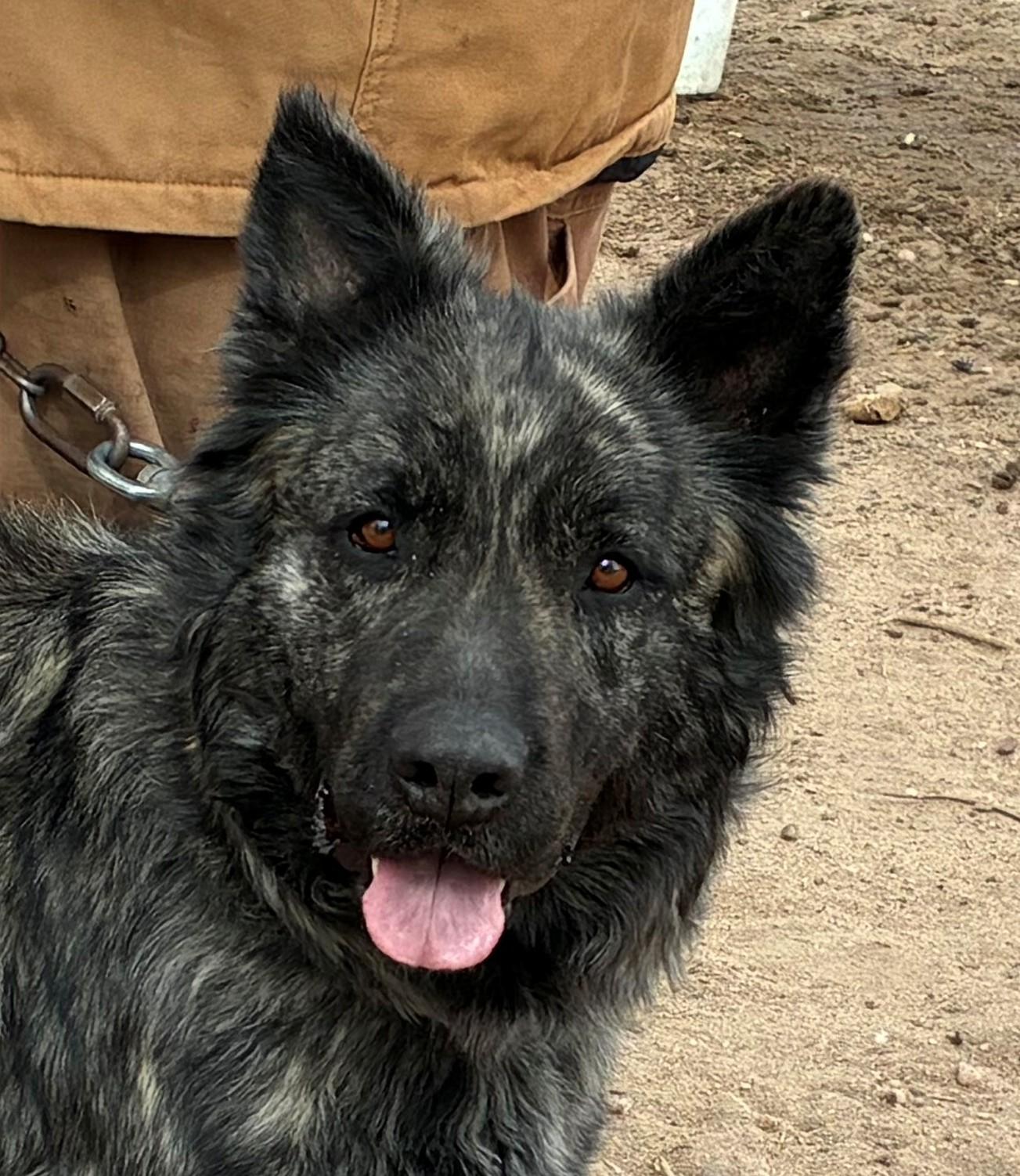 Duke, ADOPTABLE, Adult Male Dutch Shepherd & Siberian Husky.