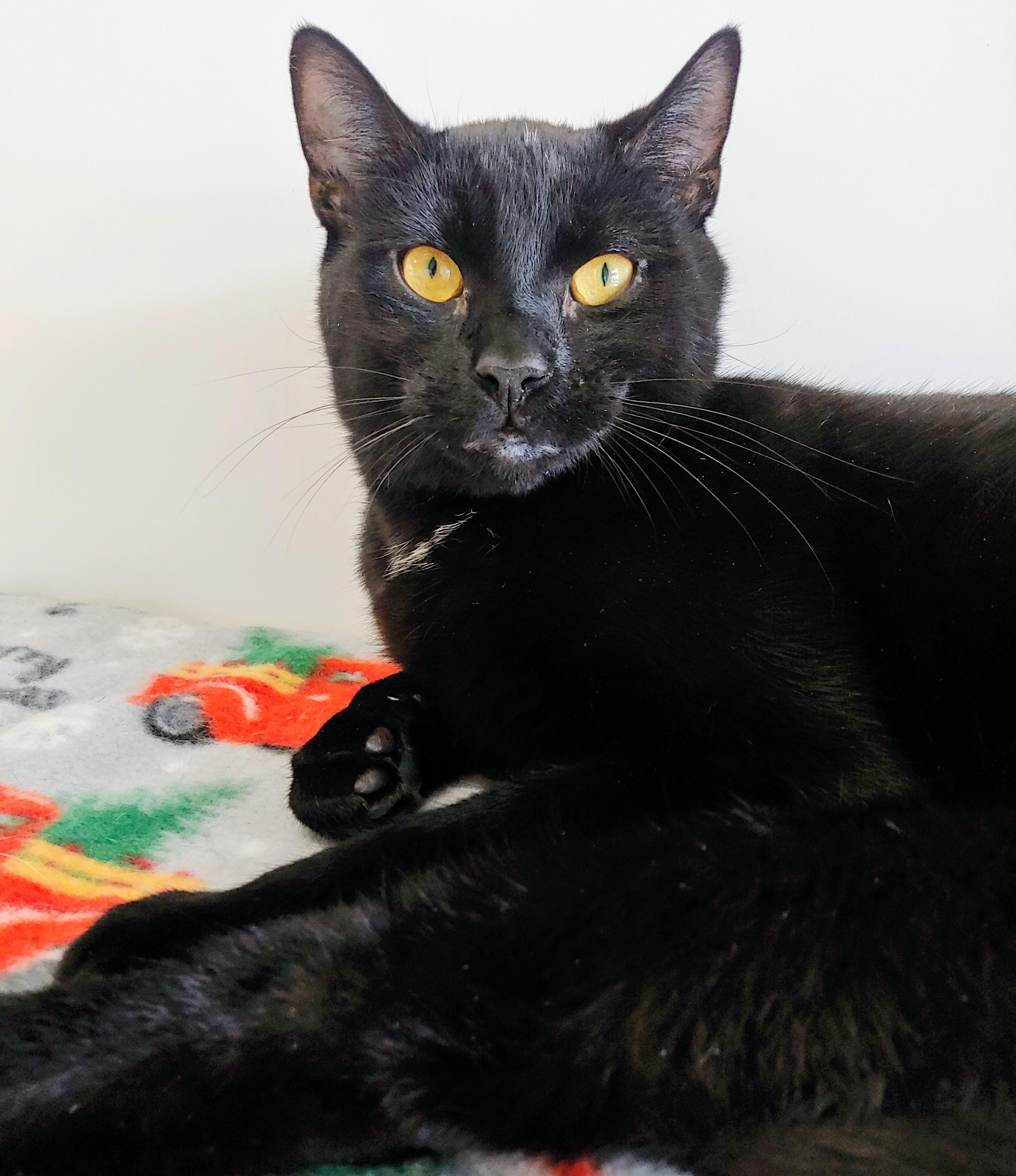 Nester, Adult Male Domestic Short Hair