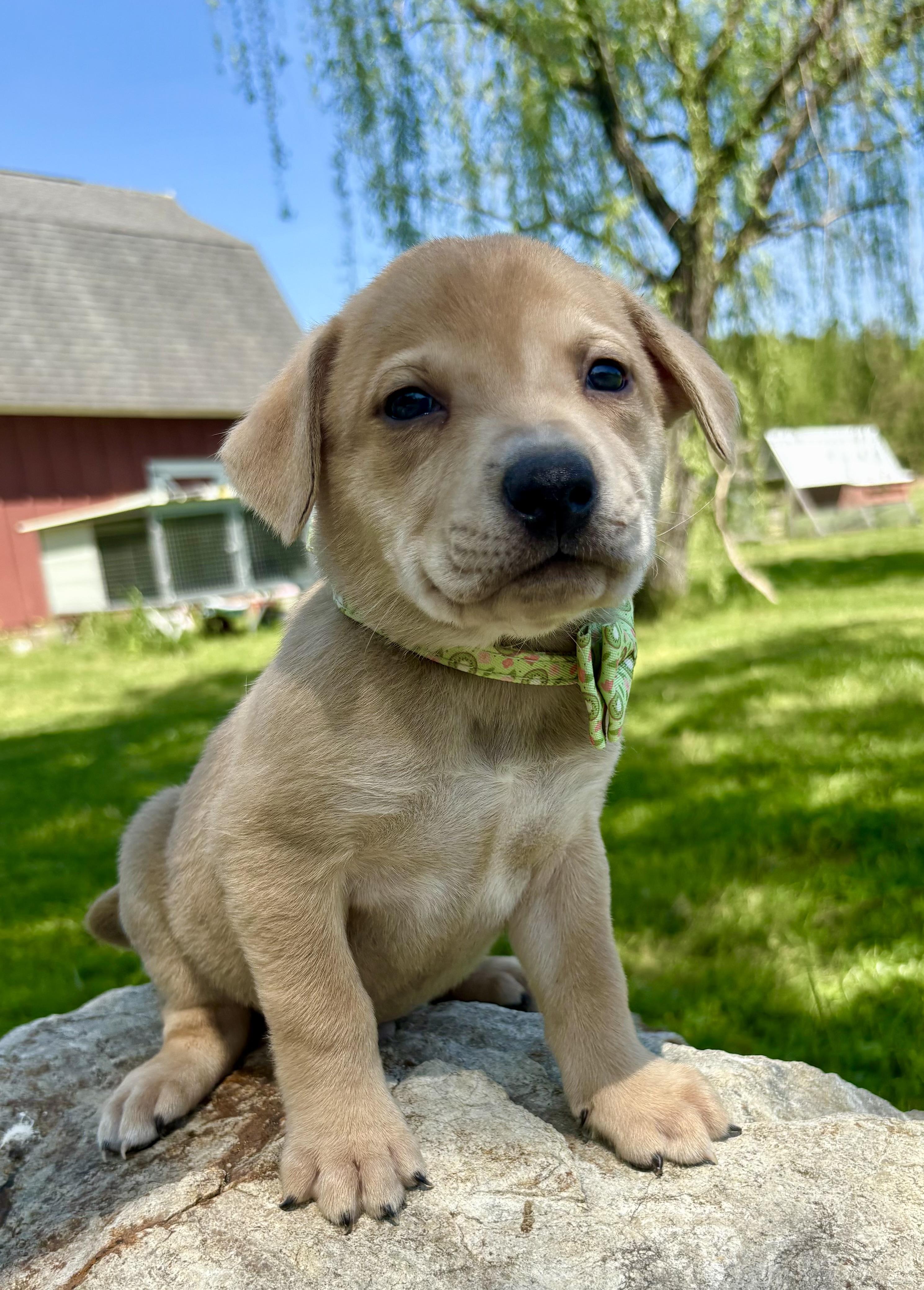 Enlarge Link, a Adoptable mixed breed in Pittsboro, NC image 2/4