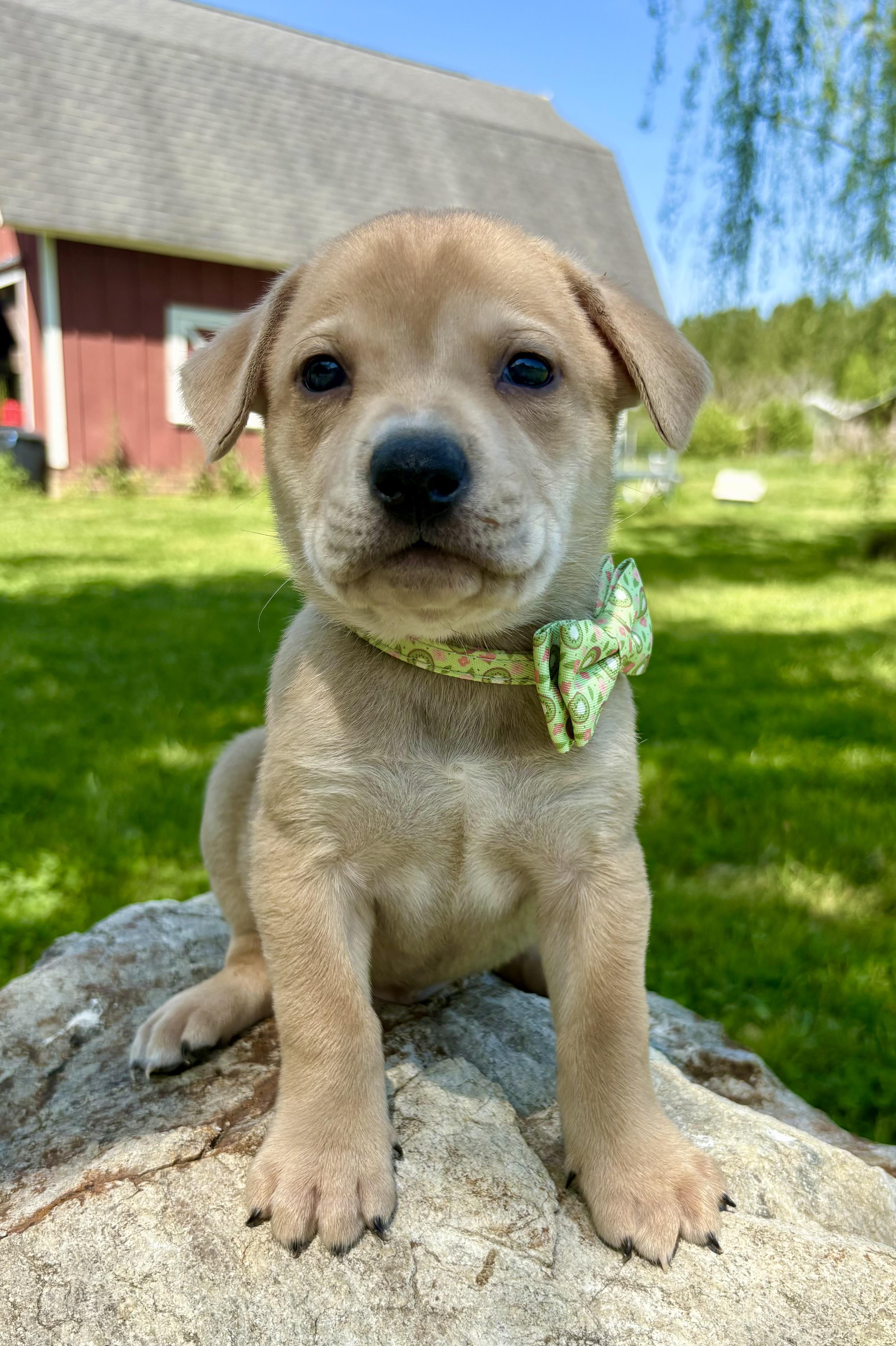 Enlarge Link, a Adoptable mixed breed in Pittsboro, NC image 3/4