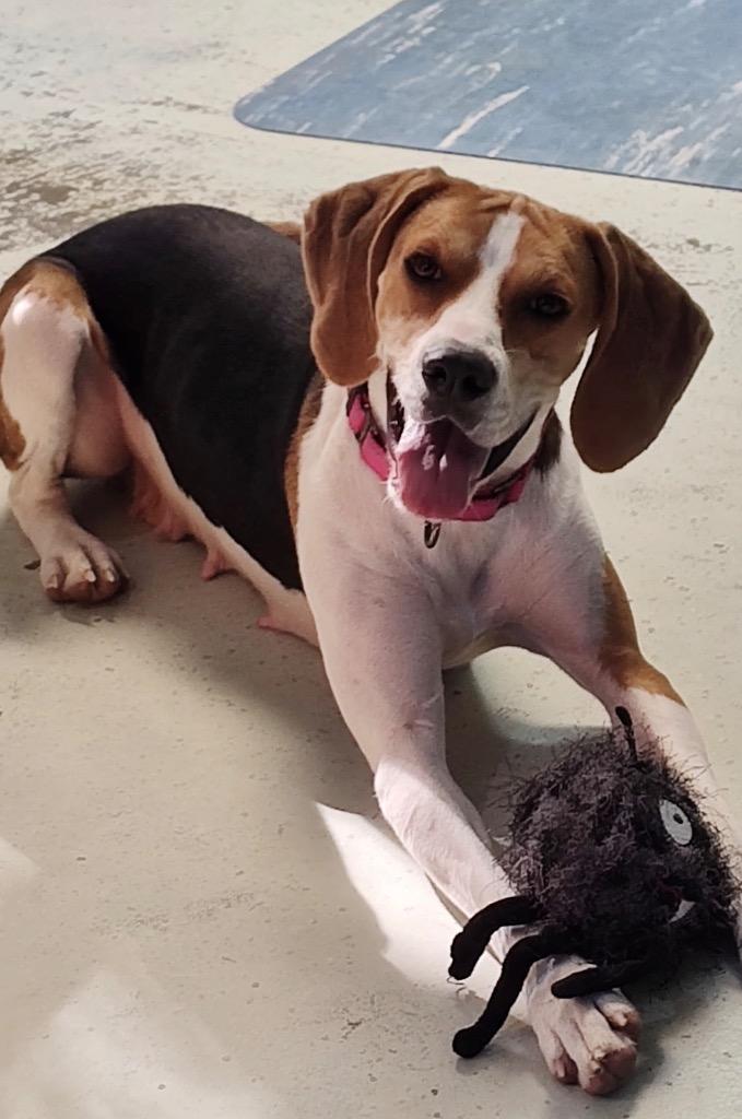 Enlarge Pam, a Adoptable Foxhound in Defiance, OH image 3/3