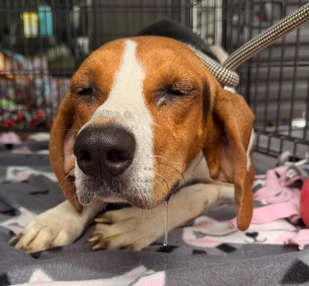 Pam, a Adoptable Foxhound in Defiance, OH image 3/3