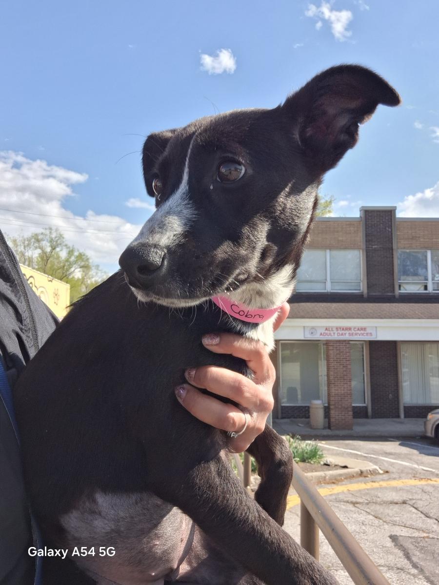 Cobra, ADOPTABLE, Puppy Female Labrador Retriever.
