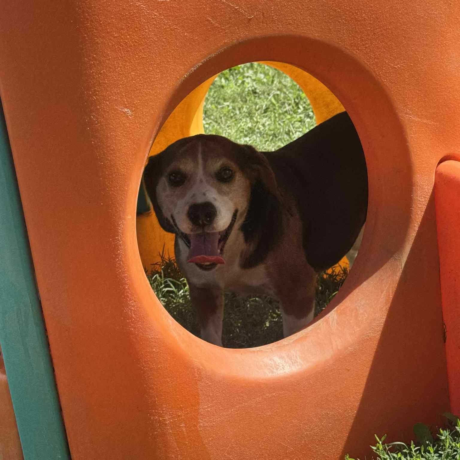 Jed