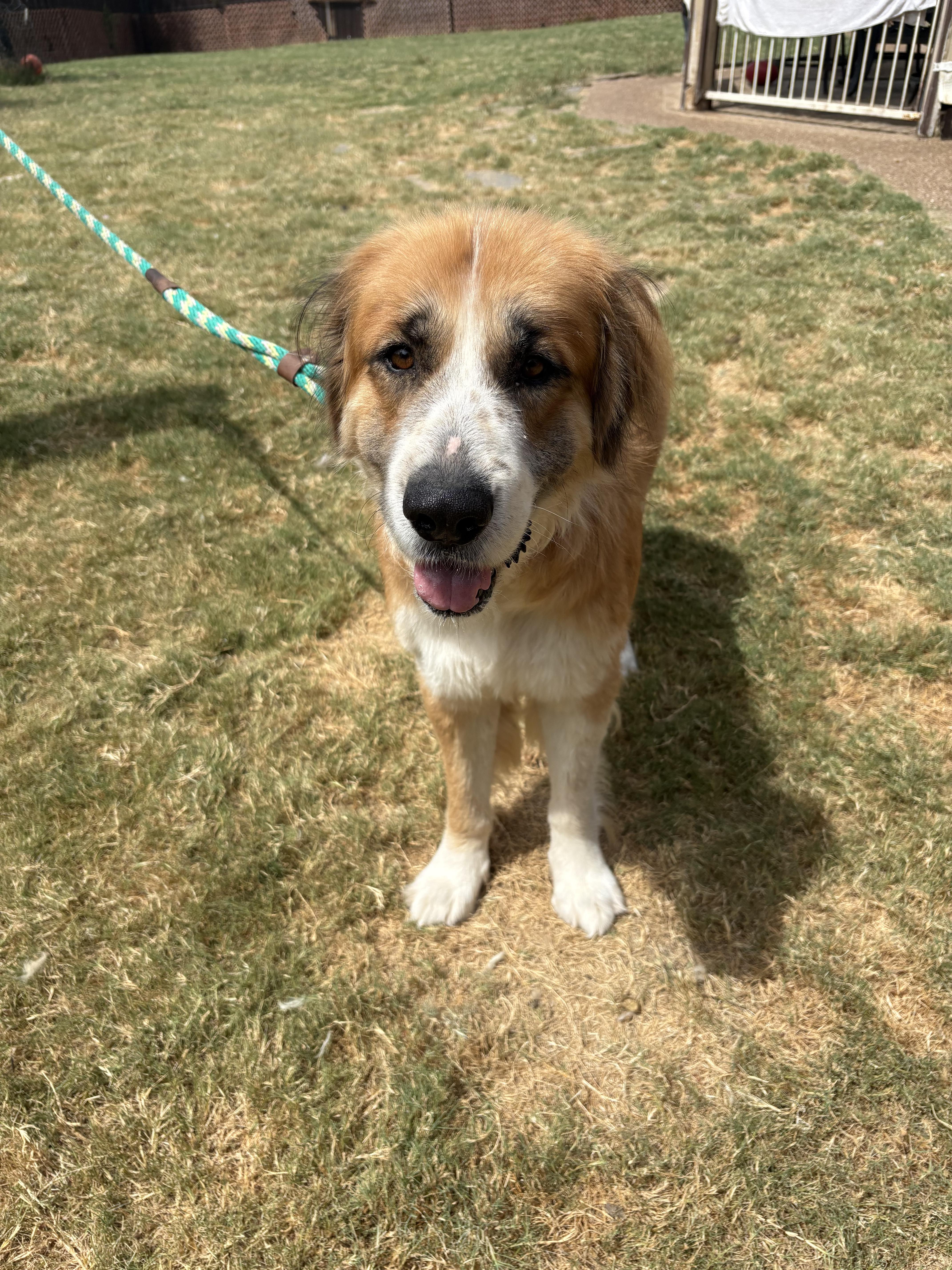 Rocky, a ADOPTABLE mixed breed in McKinney, TX image 5/6