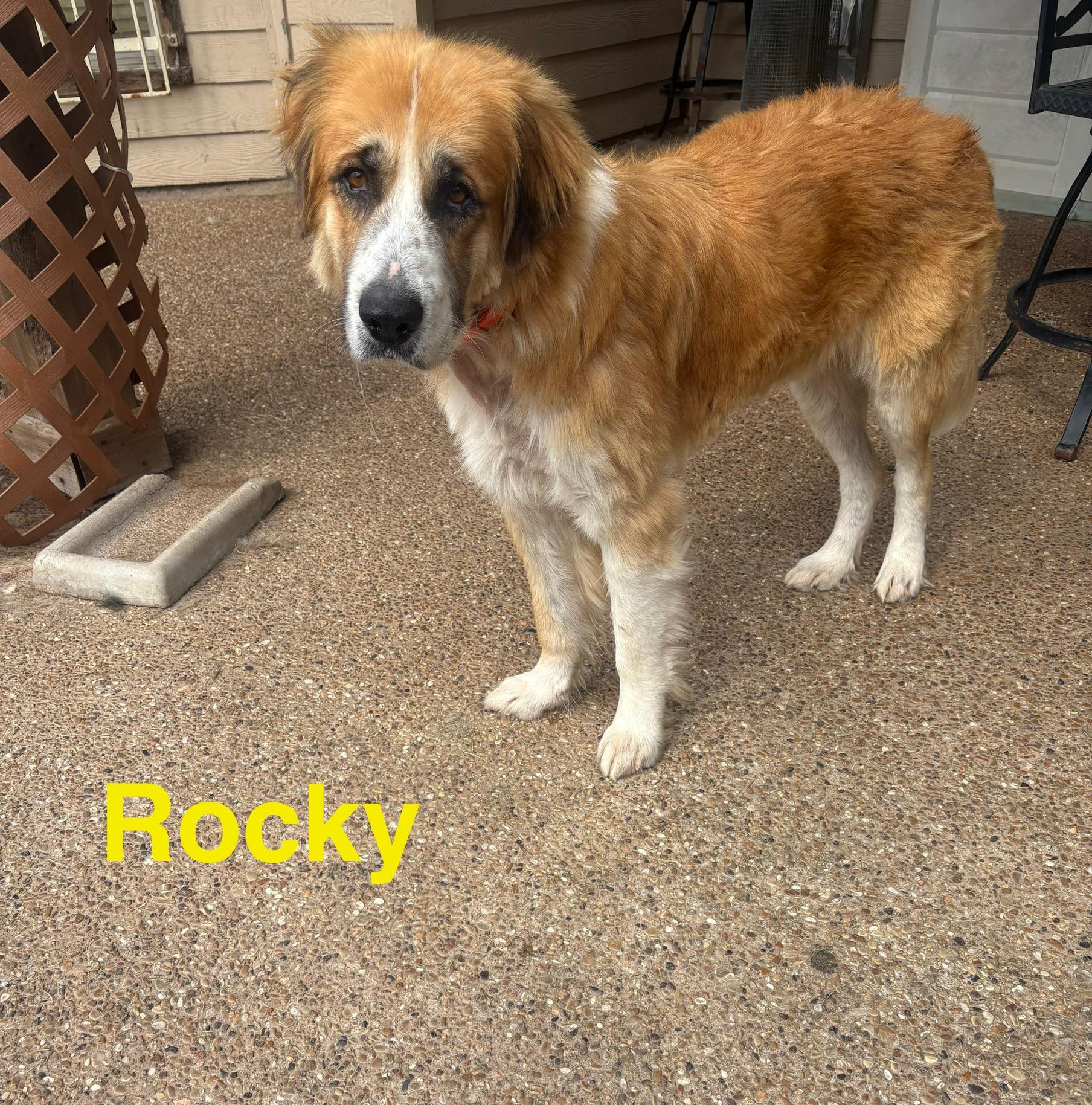 Rocky, a ADOPTABLE mixed breed in McKinney, TX image 3/3
