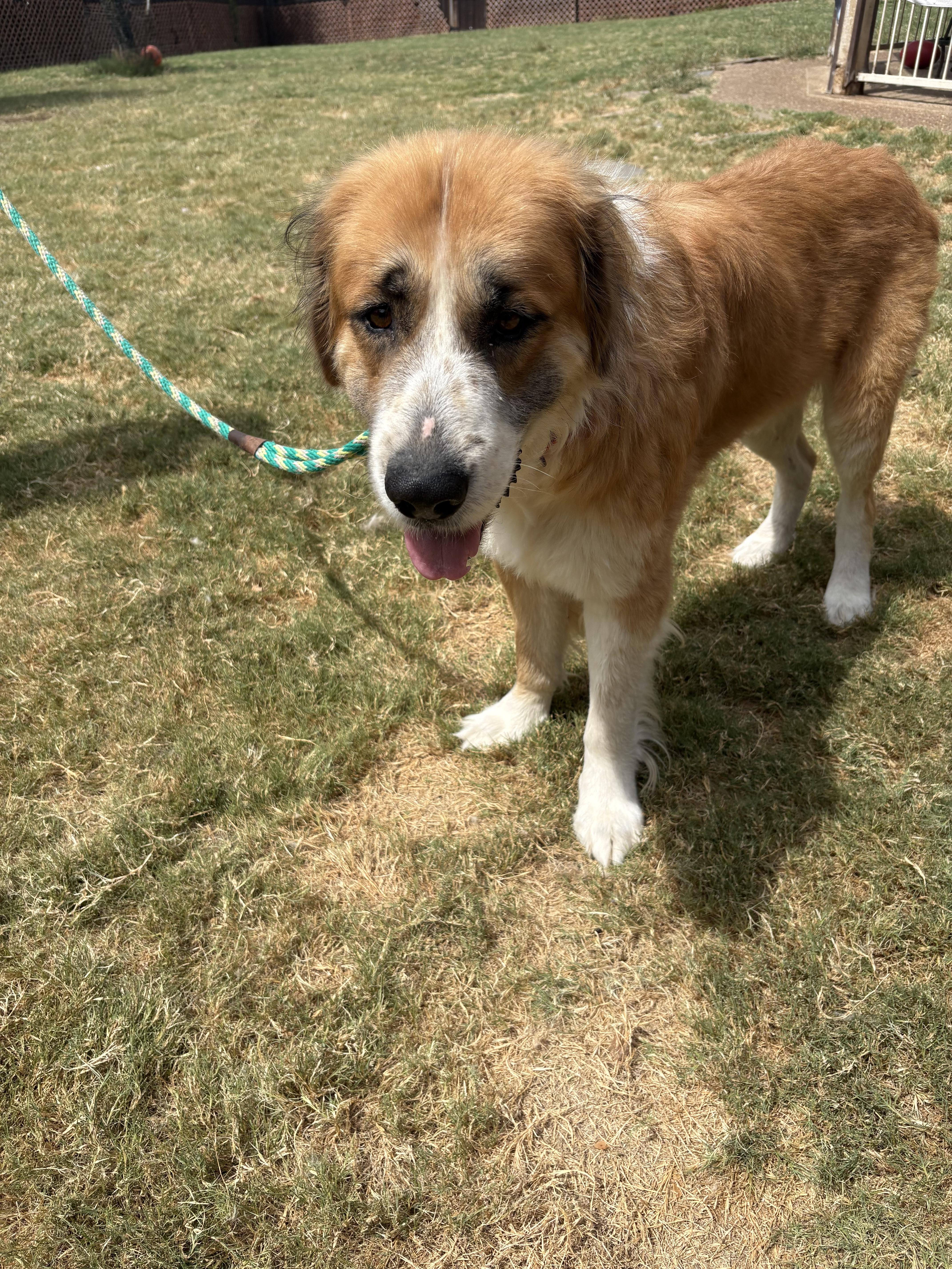 Rocky, a ADOPTABLE mixed breed in McKinney, TX image 6/6