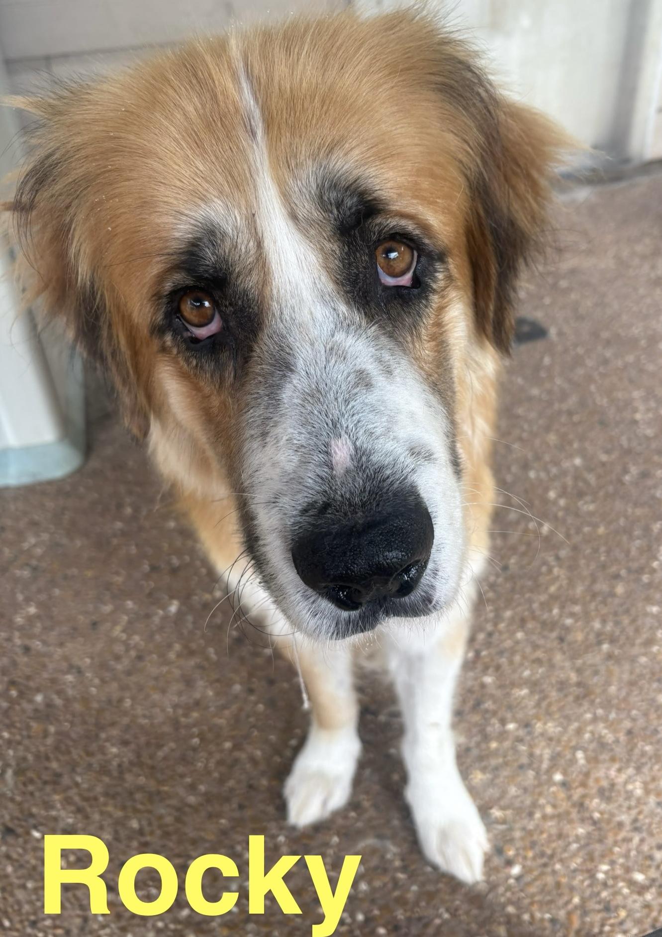 Rocky, ADOPTABLE, Adult Male Saint Bernard.