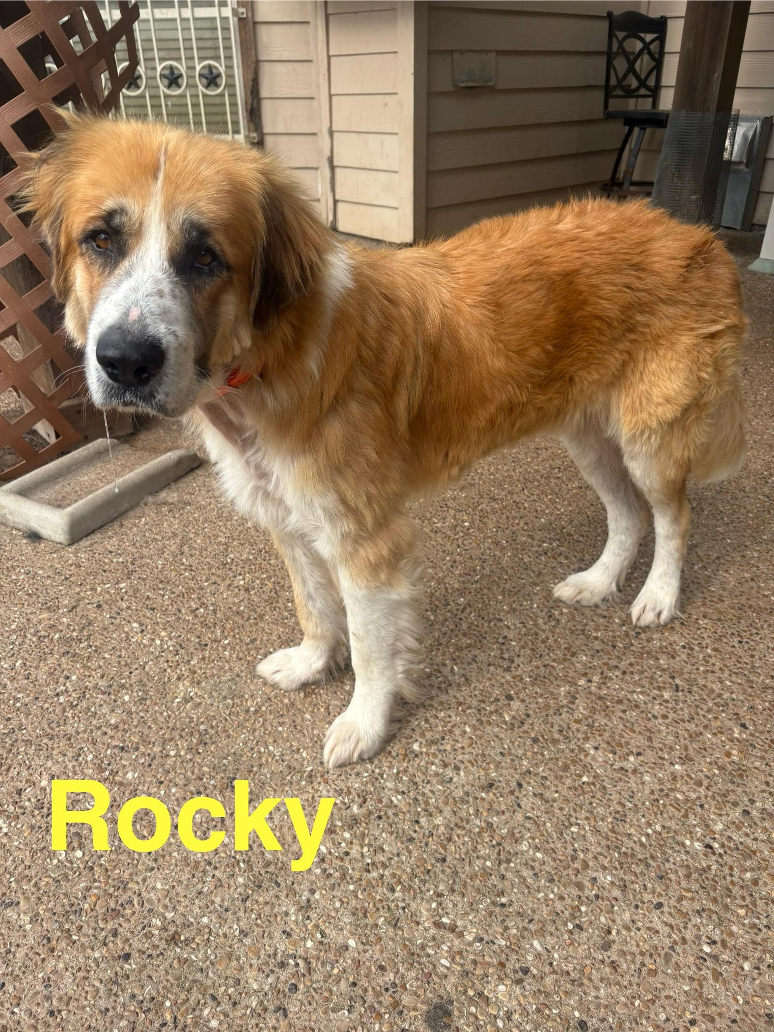 Rocky, a ADOPTABLE mixed breed in McKinney, TX image 2/3