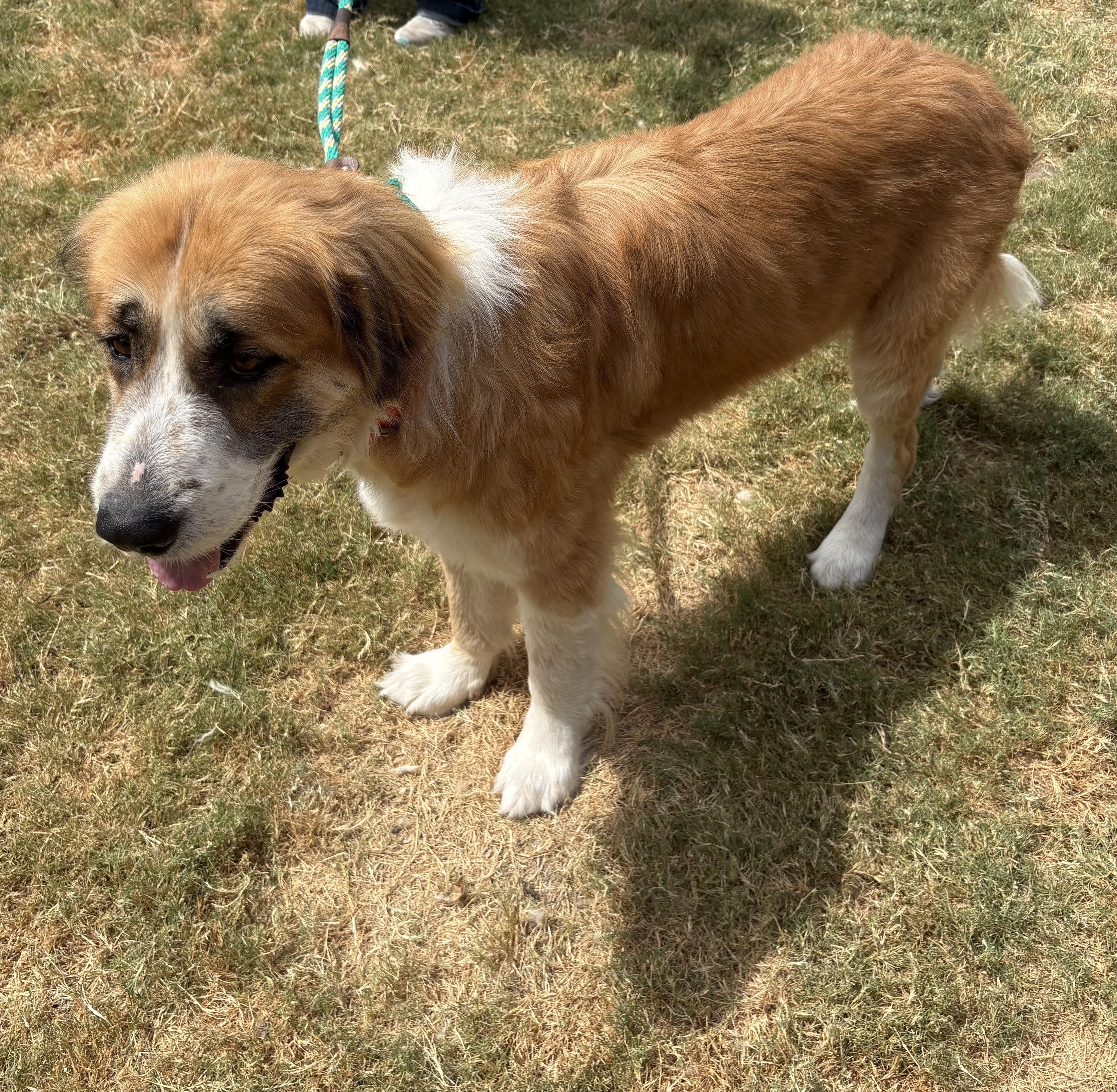 Rocky, a ADOPTABLE mixed breed in McKinney, TX image 2/6