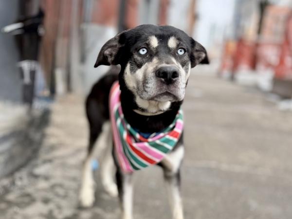 Siren — thumbnail 2