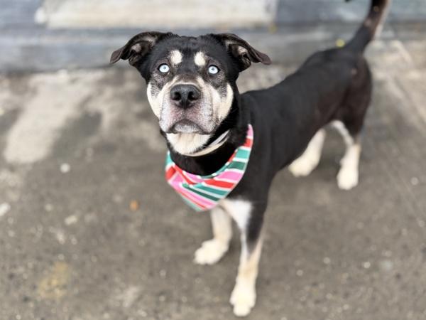 Siren — thumbnail 3