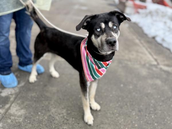 Siren — thumbnail 4