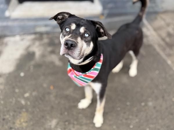 Siren — thumbnail 5