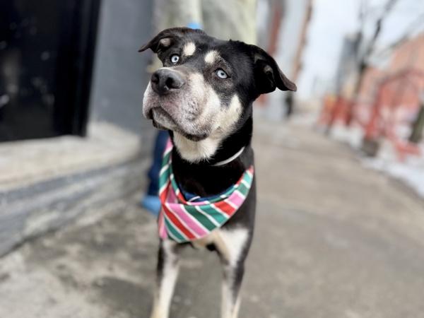 Siren — thumbnail 6