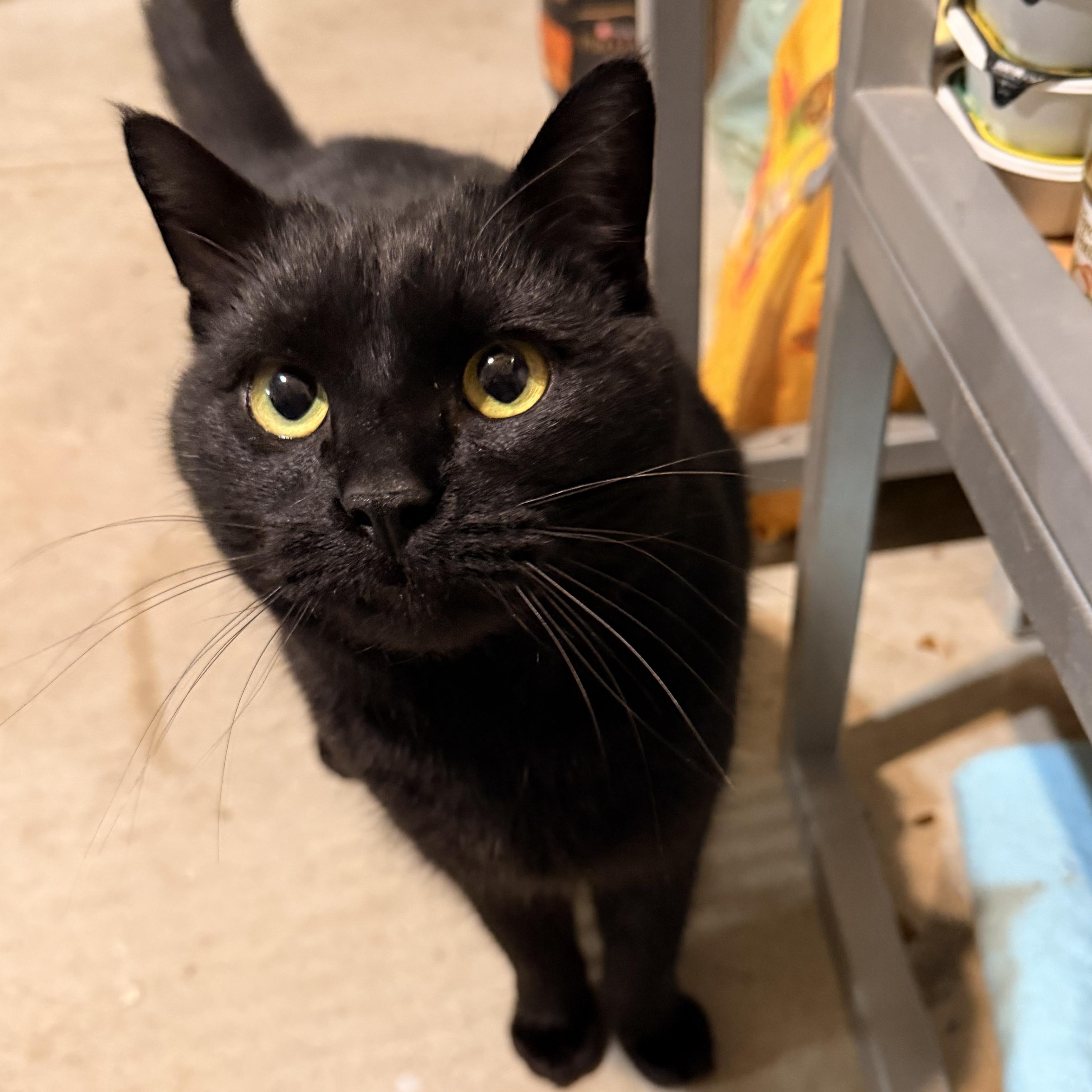 Ordie, ADOPTABLE, Adult Male Domestic Short Hair.