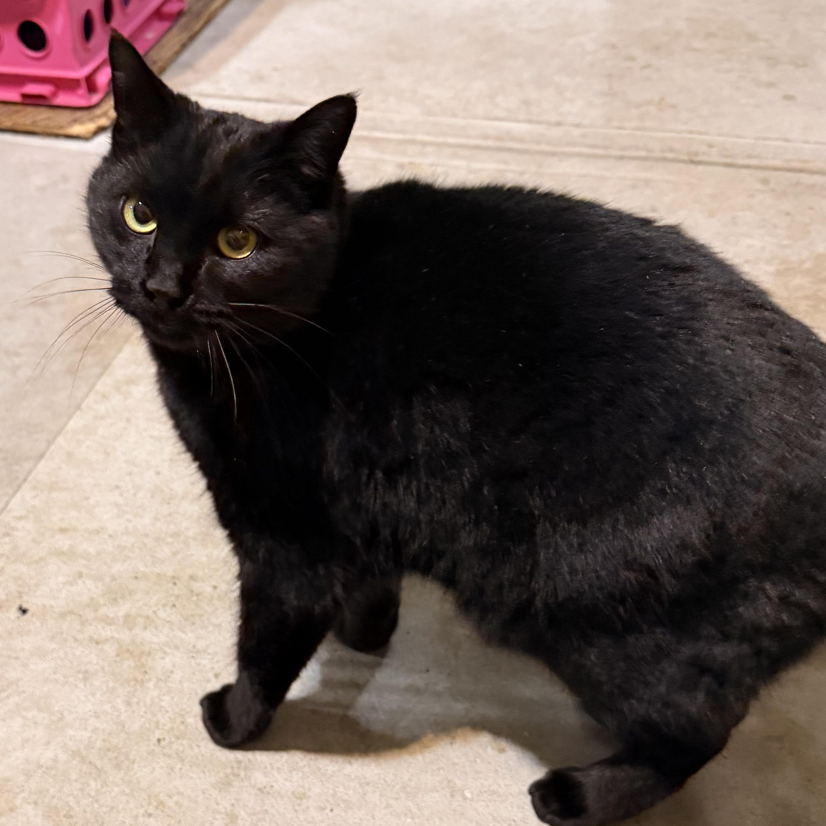 Ordie, a ADOPTABLE mixed breed in Scranton, PA image 2/4