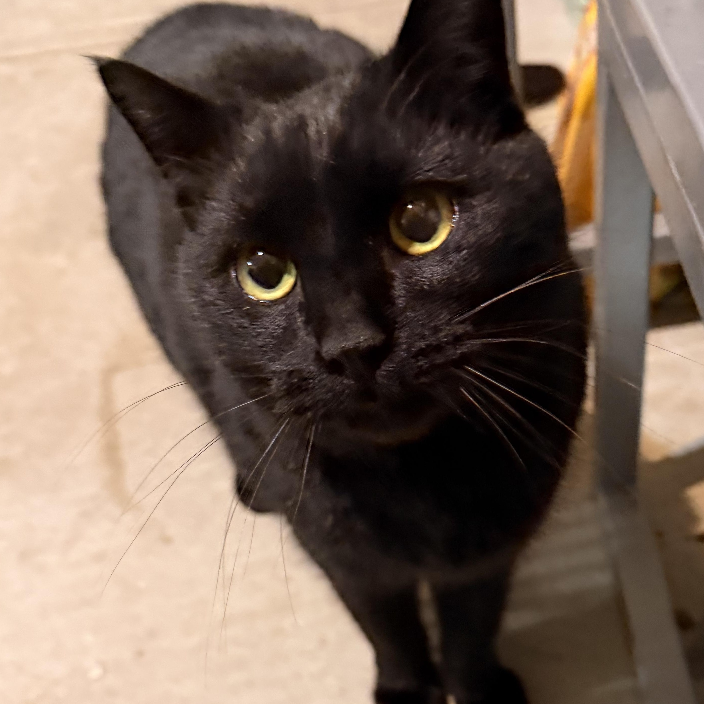 Ordie, a ADOPTABLE mixed breed in Scranton, PA image 4/4