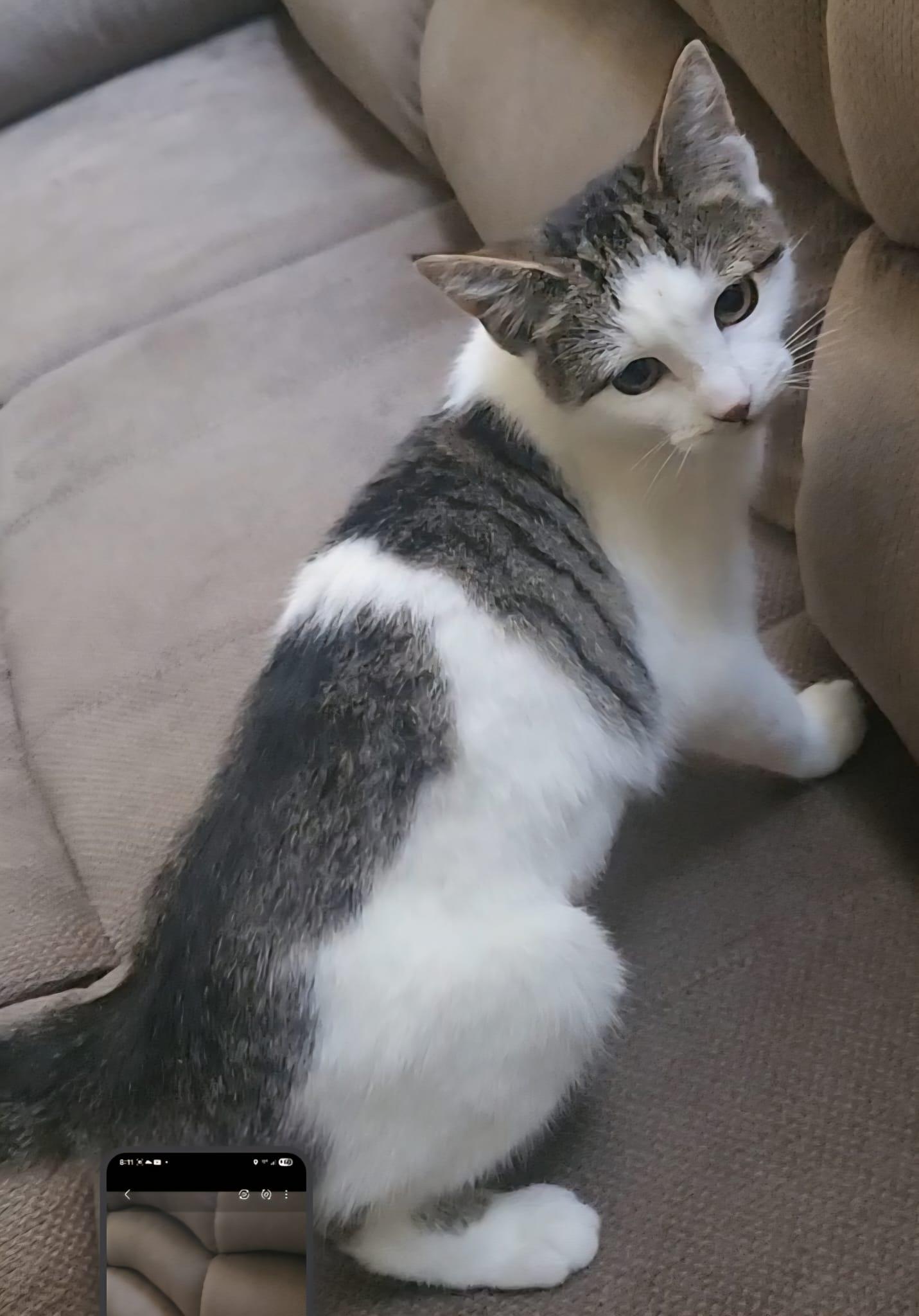 CIELO, Adoptable, Kitten Female Domestic Short Hair.