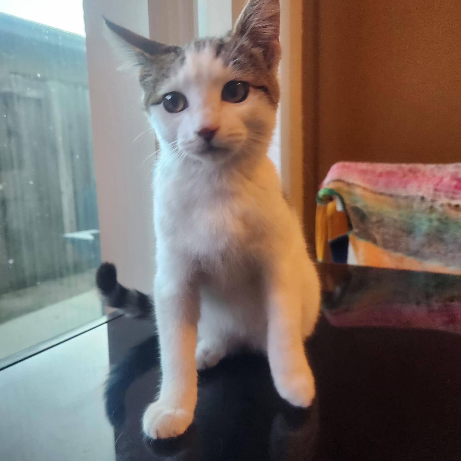 Enlarge CIELO, a Adoptable Domestic Short Hair in Santa Ana, CA image 2/5