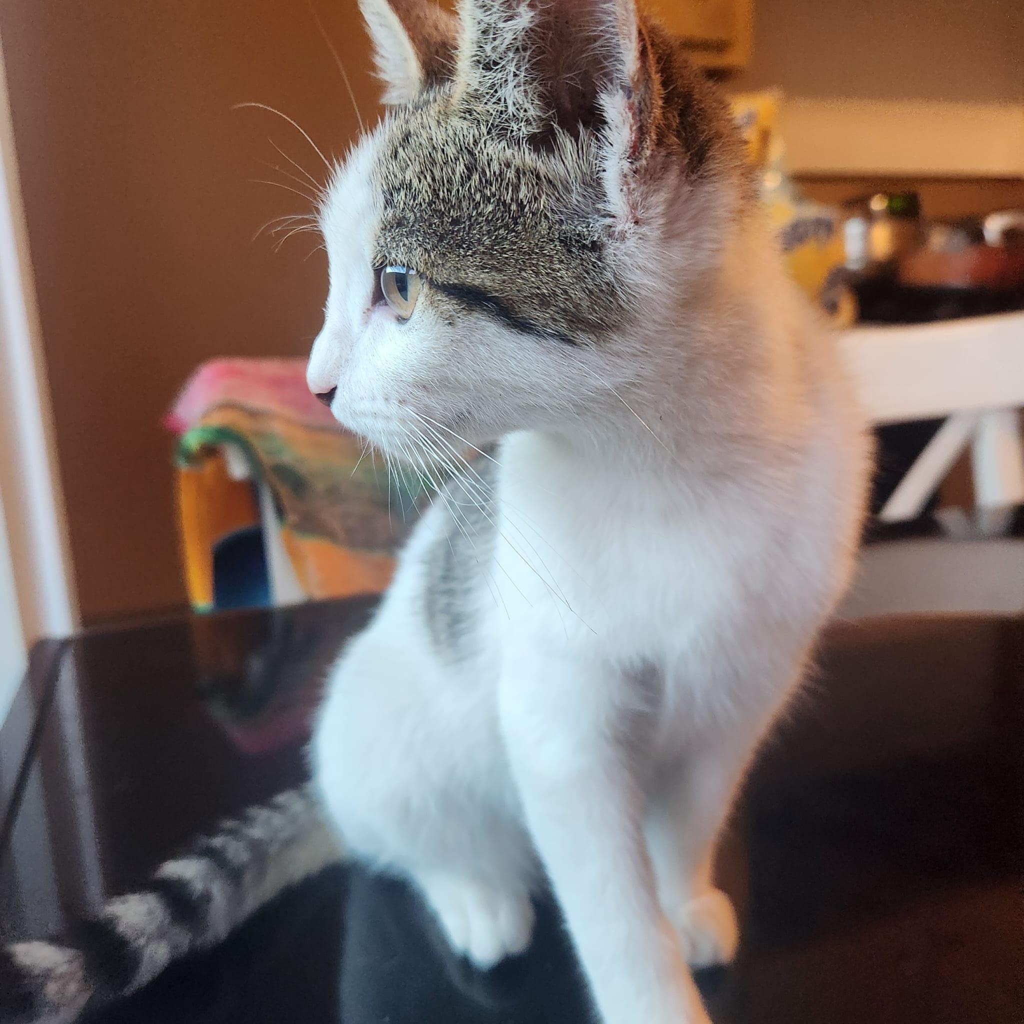 Enlarge CIELO, a Adoptable Domestic Short Hair in Santa Ana, CA image 3/5