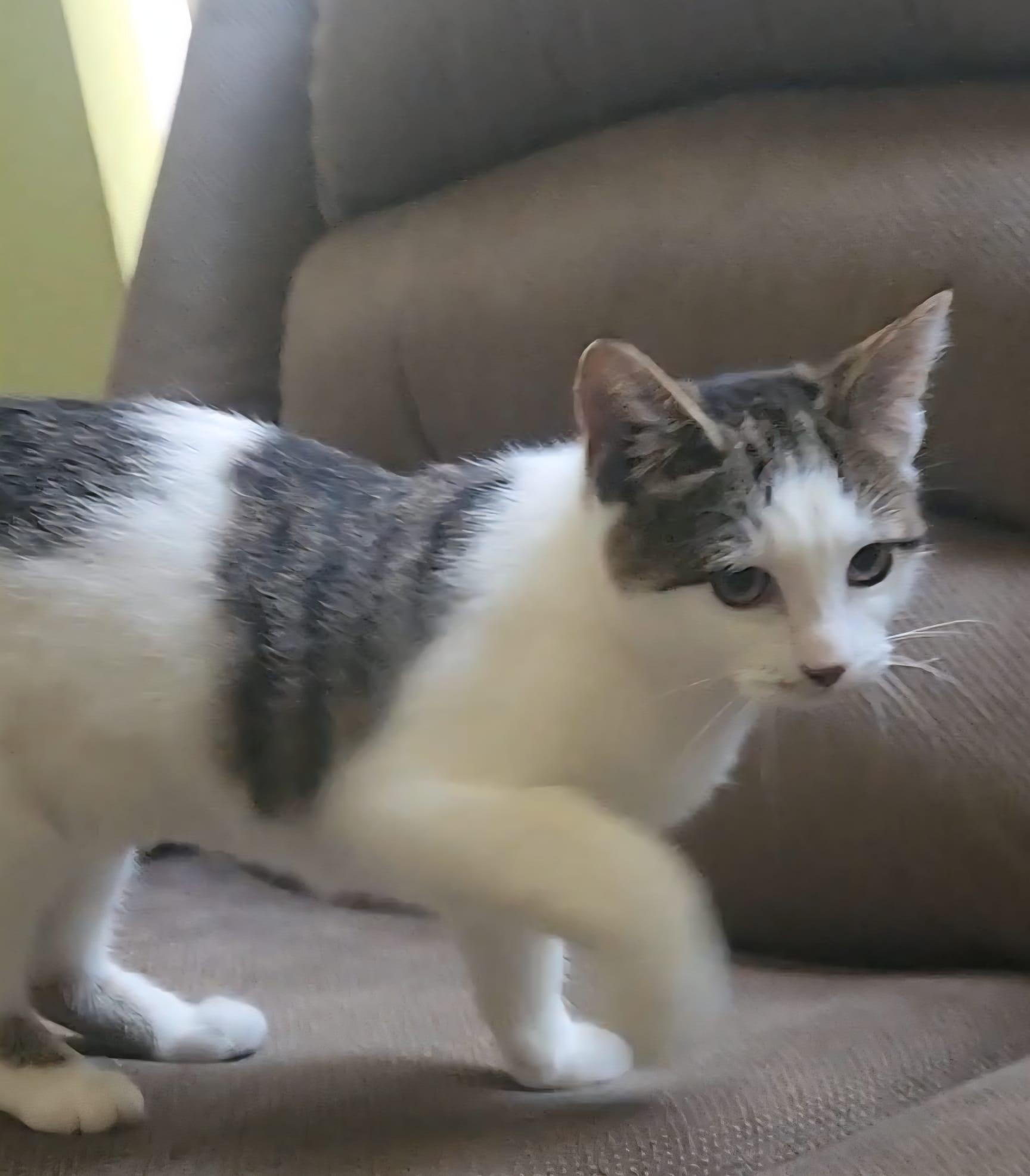 Enlarge CIELO, a Adoptable Domestic Short Hair in Santa Ana, CA image 4/5