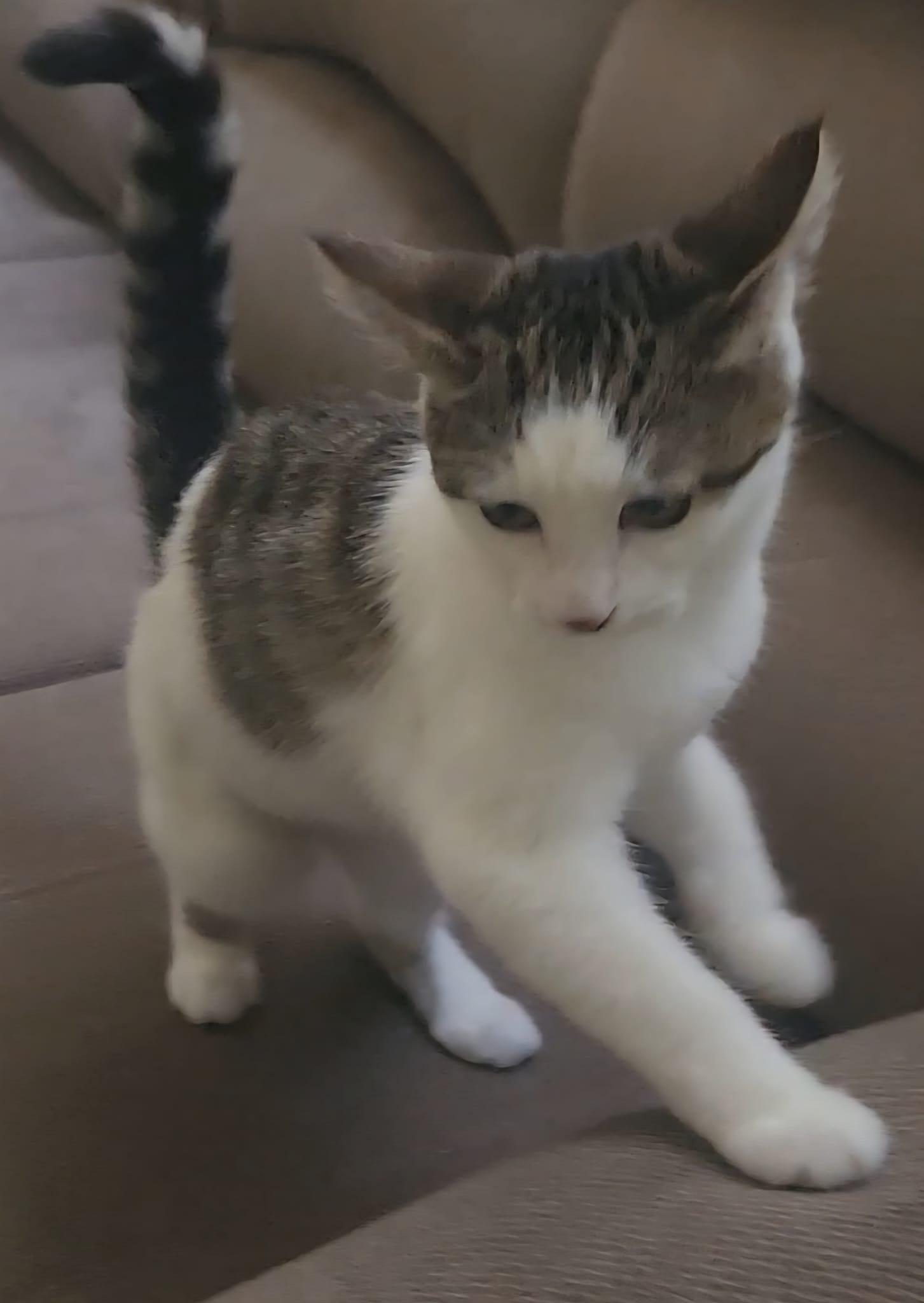 Enlarge CIELO, a Adoptable Domestic Short Hair in Santa Ana, CA image 5/5