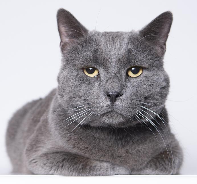 Enlarge Greyson, a ADOPTABLE mixed breed in Chicago, IL image 5/6