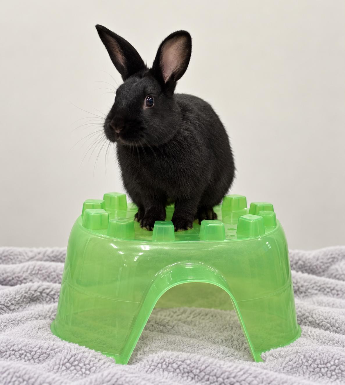 Frankie, Adoptable, Adult Male English Spot & Bunny Rabbit.