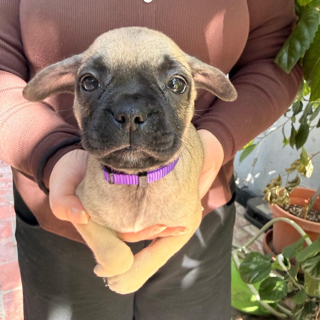 Enlarge Kanga, a Adoptable mixed breed in North Hollywood, CA image 2/6