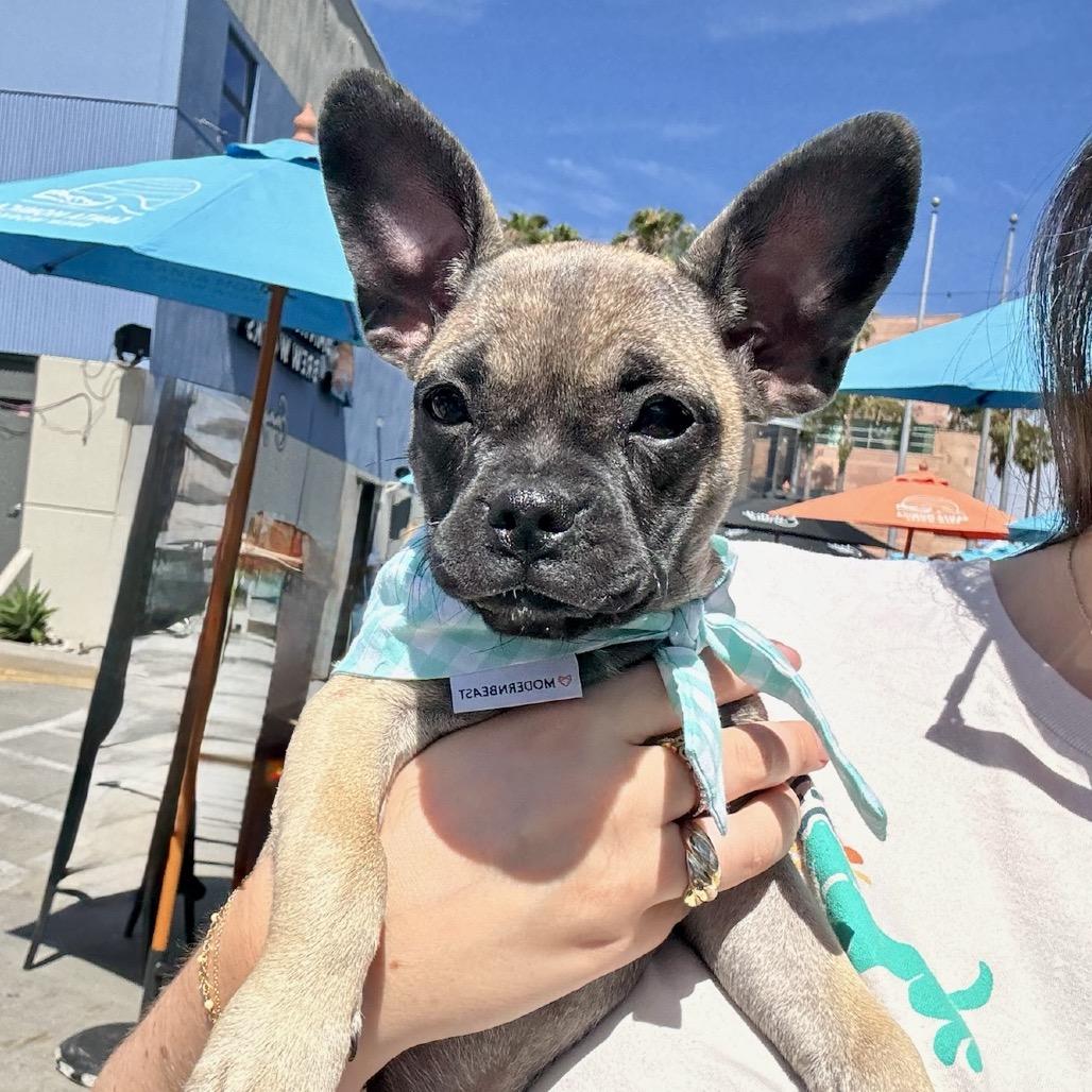 Enlarge Kanga, a Adoptable mixed breed in North Hollywood, CA image 1/6