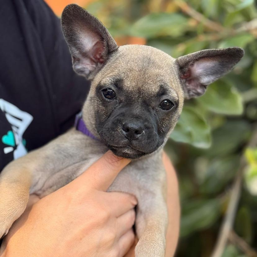 Enlarge Kanga, a Adoptable mixed breed in North Hollywood, CA image 4/6