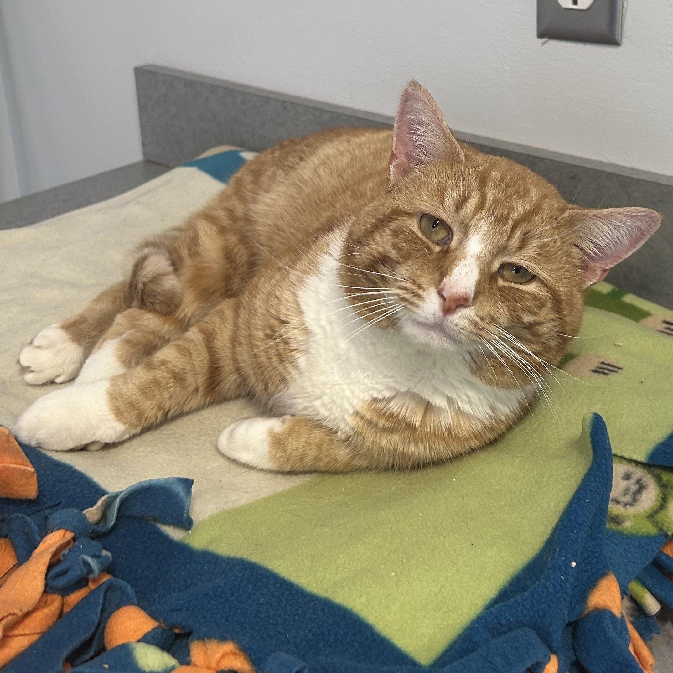 Enlarge Dyson, an adopted Domestic Short Hair in North Haven, CT image 2/2