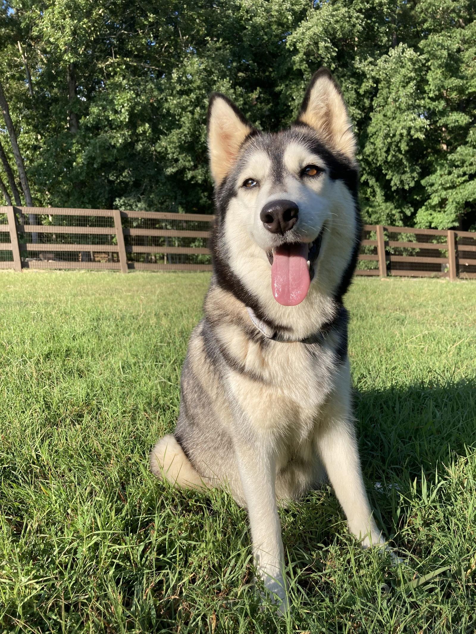 Enlarge Luna, a Adoptable Siberian Husky in Cumming, GA image 1/3