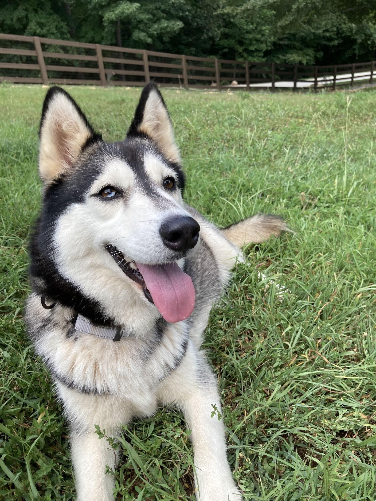 Enlarge Luna, a Adoptable Siberian Husky in Cumming, GA image 2/3