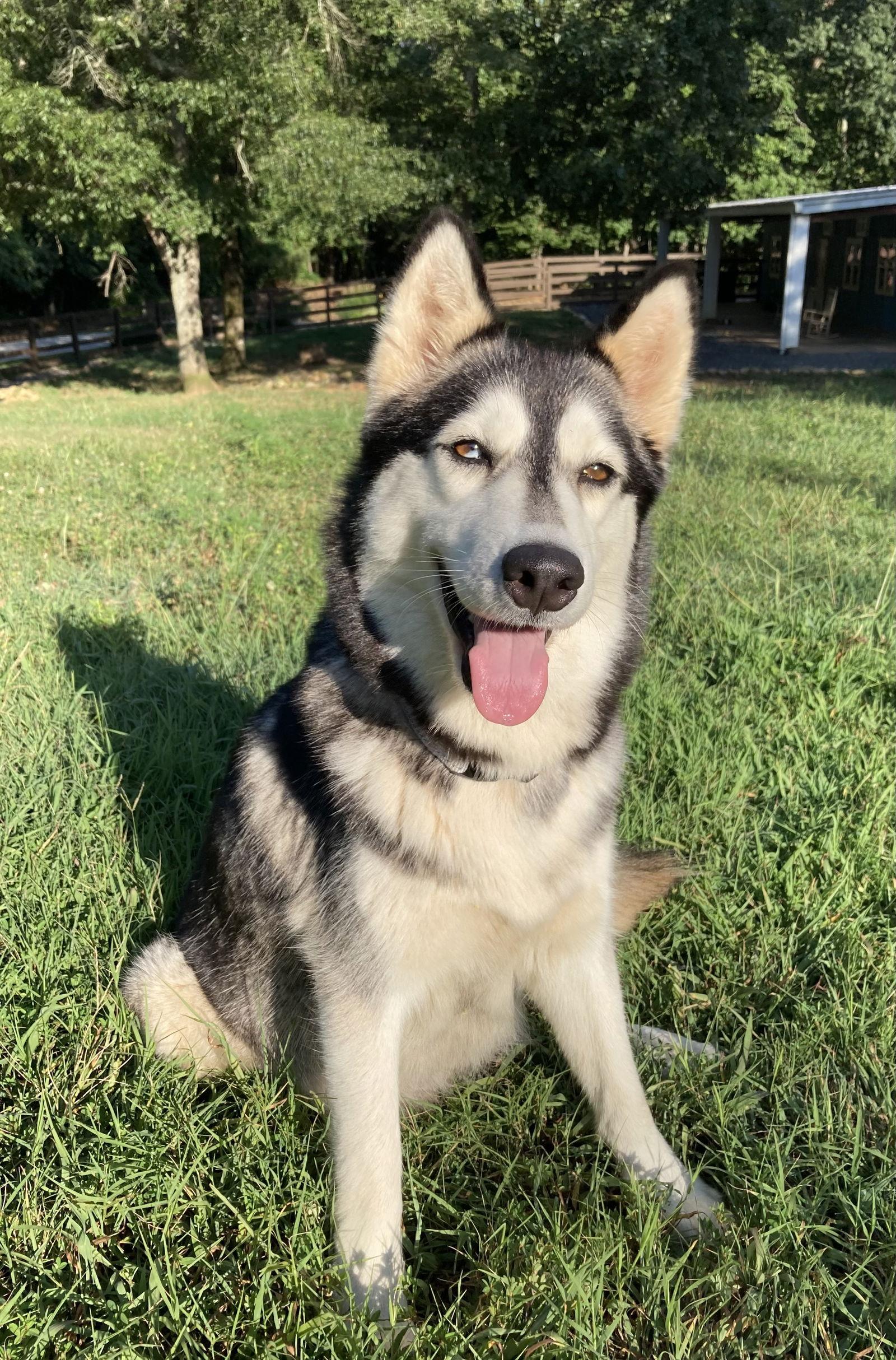 Enlarge Luna, a Adoptable Siberian Husky in Cumming, GA image 3/3