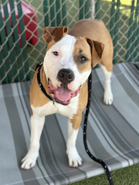 GUAPA, Adoptable, Young Female Boxer & Terrier.