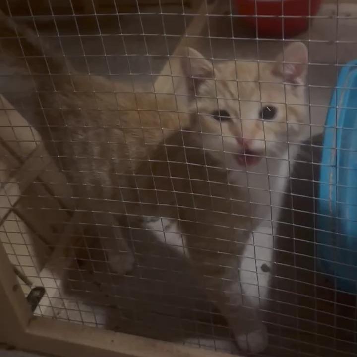 Enlarge Eggo, a Adoptable Domestic Short Hair in Woodstock, VA image 1/6