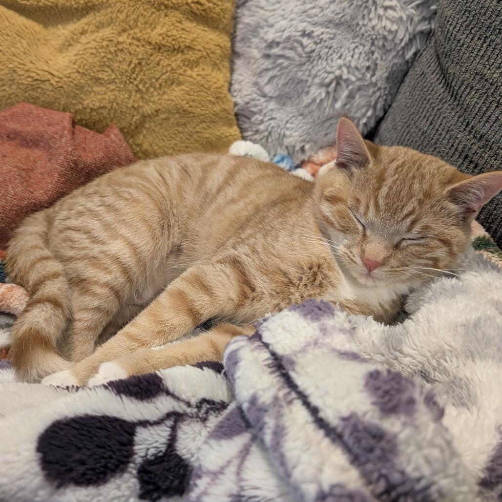 Eggo, Adoptable, Kitten Female Domestic Short Hair.