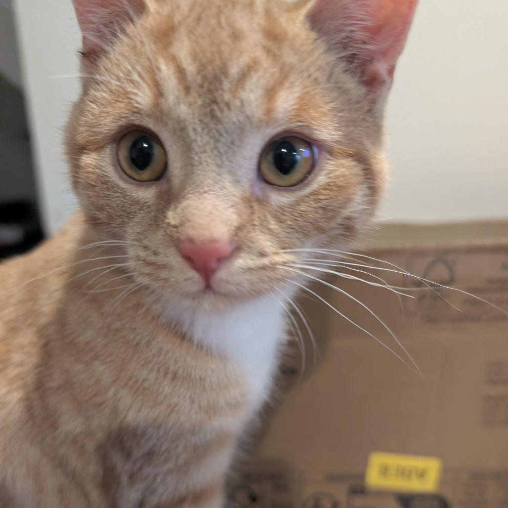 Enlarge Eggo, a Adoptable Domestic Short Hair in Woodstock, VA image 3/6