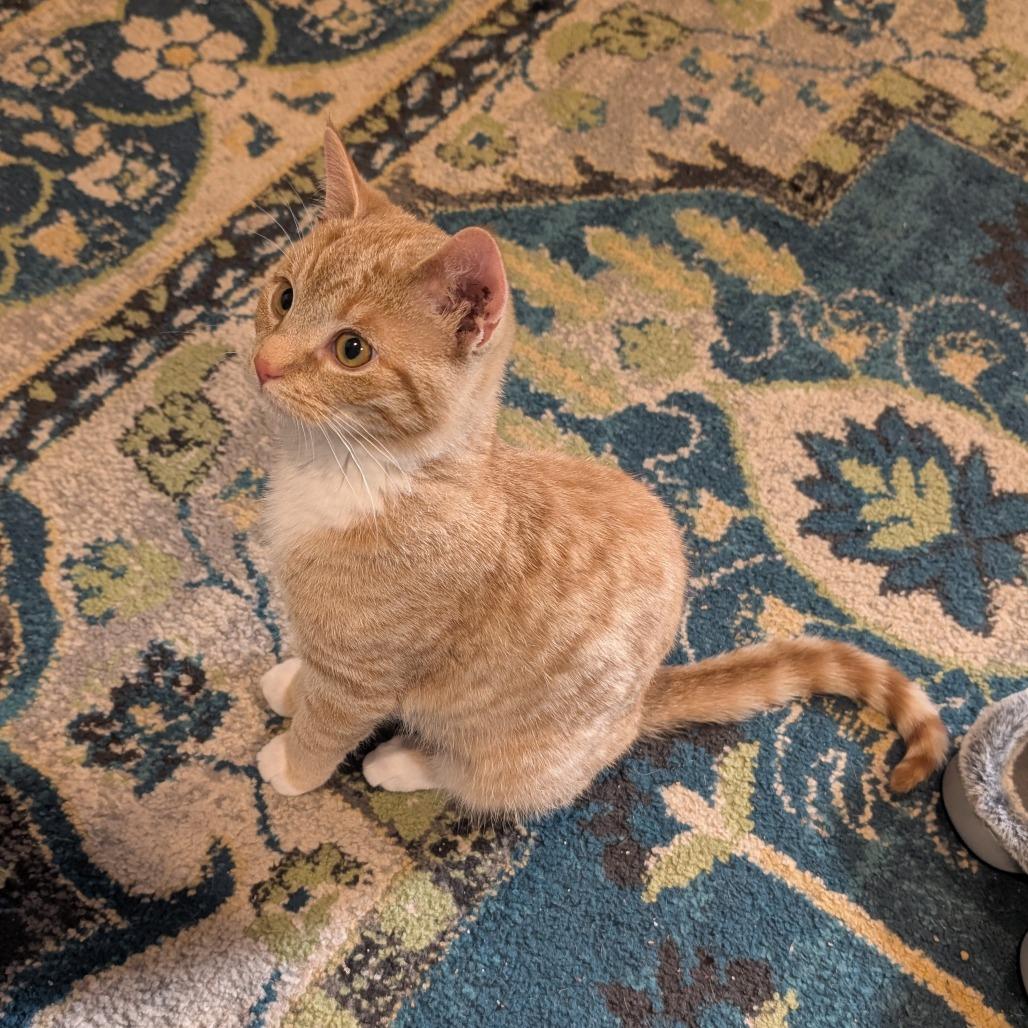 Enlarge Eggo, a Adoptable Domestic Short Hair in Woodstock, VA image 4/6