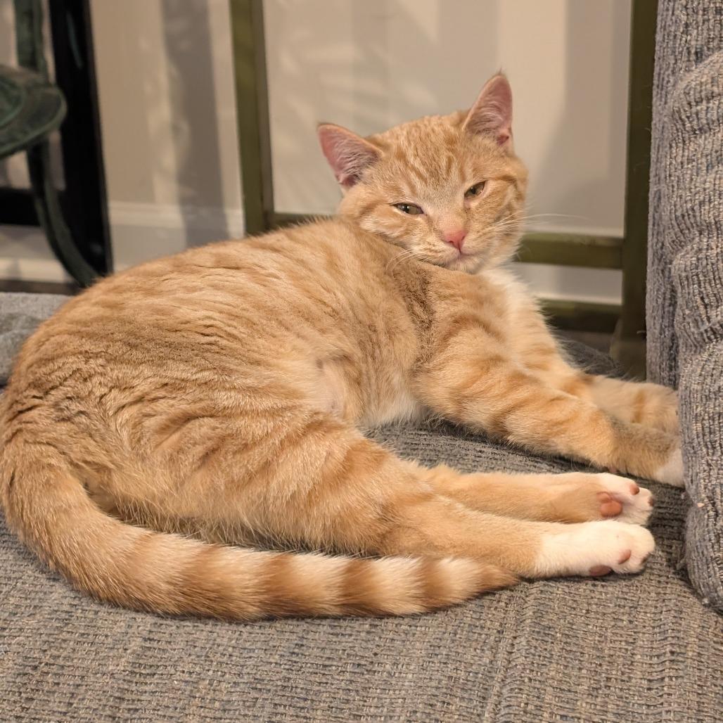 Enlarge Eggo, a Adoptable Domestic Short Hair in Woodstock, VA image 5/6